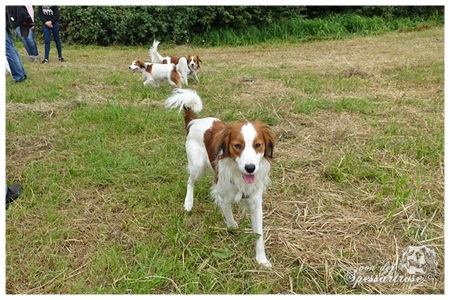 Kooikerhondje von der Spessartrose