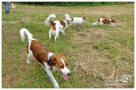 Kooikerhondje von der Spessartrose