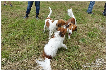 Kooikerhondje von der Spessartrose