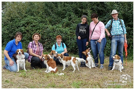 Kooikerhondje von der Spessartrose