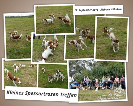 Kooikerhondje von der Spessartrose