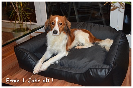 Kooikerhondje von Spessartrose