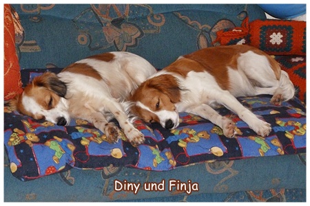 Kooikerhondje von Spessartrose