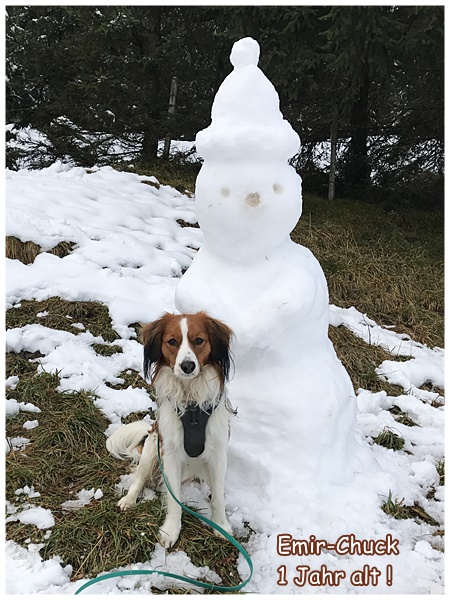 Kooikerhondje von Spessartrose