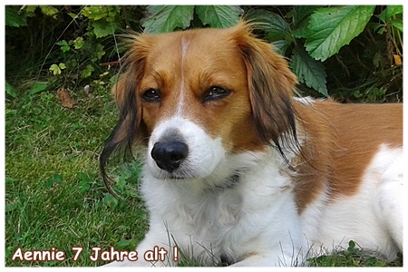 Kooikerhondje von der Spessartrose