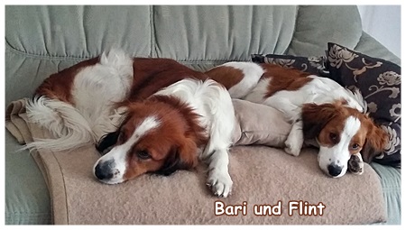 Kooikerhondje von der Spessartrose