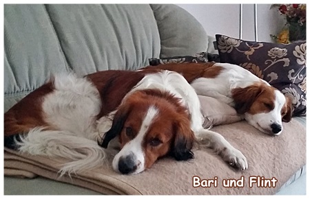 Kooikerhondje von der Spessartrose