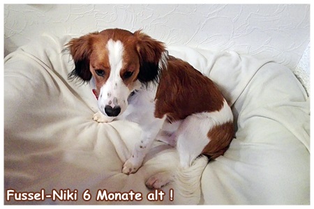 Kooikerhondje von der Spessartrose