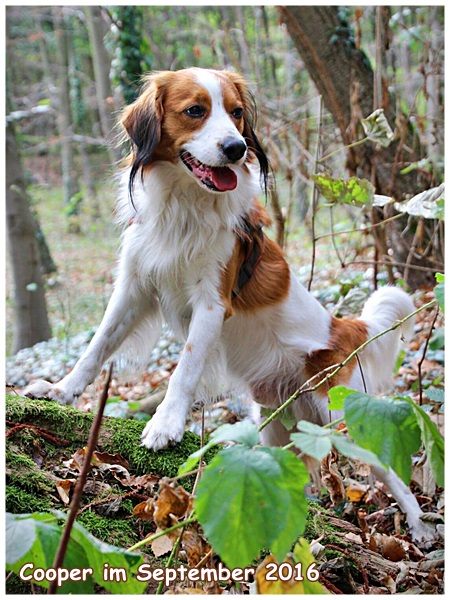 Kooikerhondje von der Spessartrose