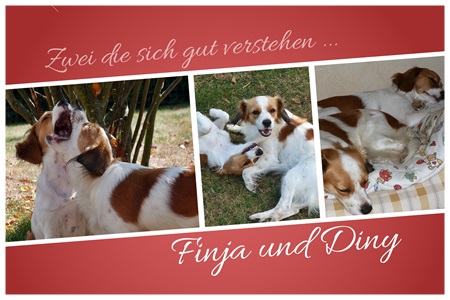 Kooikerhondje von der Spessartrose