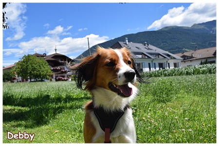 Kooikerhondje von der Spessartrose