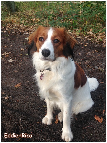 Kooikerhondje von der Spessartrose