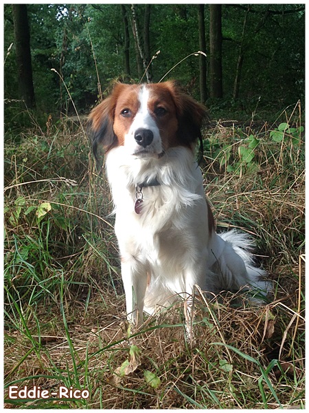 Kooikerhondje von der Spessartrose