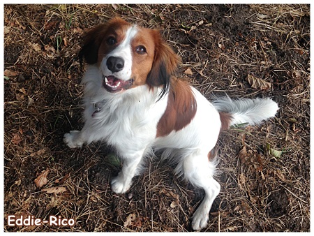 Kooikerhondje von der Spessartrose