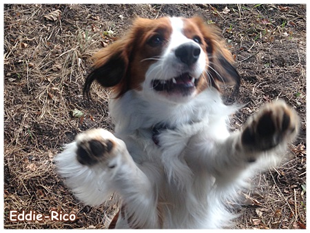 Kooikerhondje von der Spessartrose