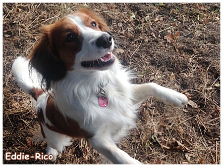 Kooikerhondje von der Spessartrose