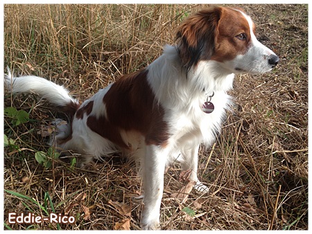 Kooikerhondje von der Spessartrose