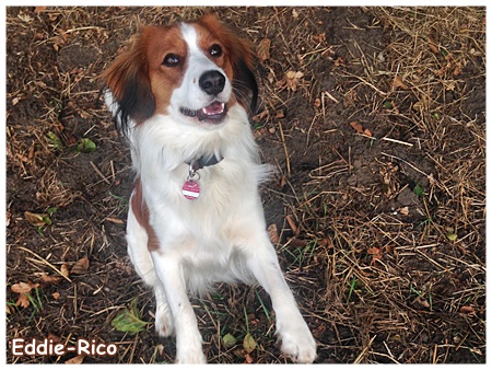 Kooikerhondje von der Spessartrose