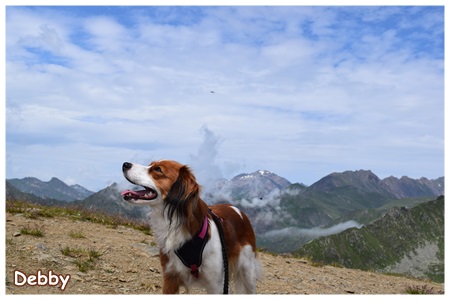 Kooikerhondje von der Spessartrose