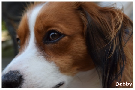 Kooikerhondje von der Spessartrose