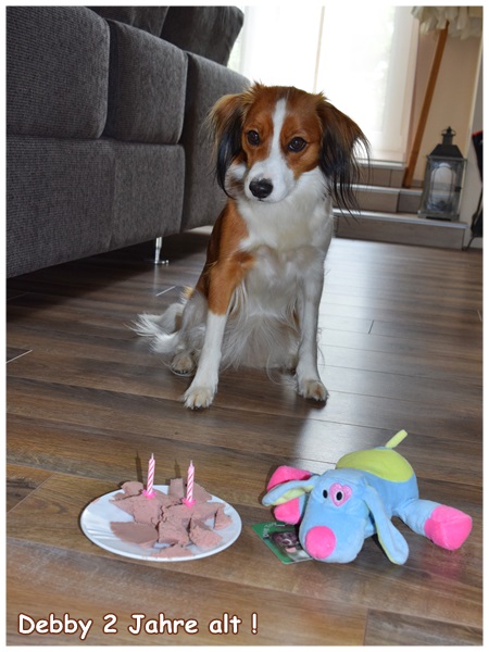 Kooikerhondje von der Spessartrose