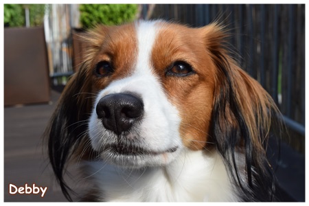 Kooikerhondje von der Spessartrose