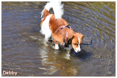 Kooikerhondje von der Spessartrose