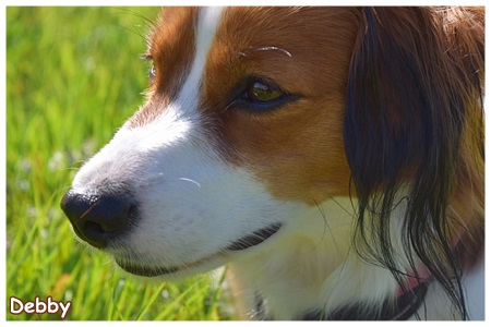 Kooikerhondje von der Spessartrose