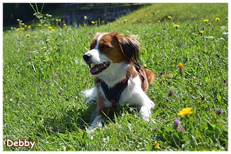 Kooikerhondje von der Spessartrose