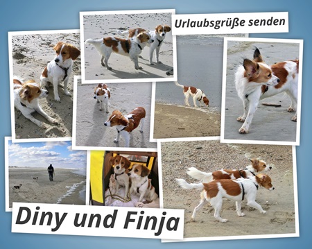 Kooikerhondje von der Spessartrose