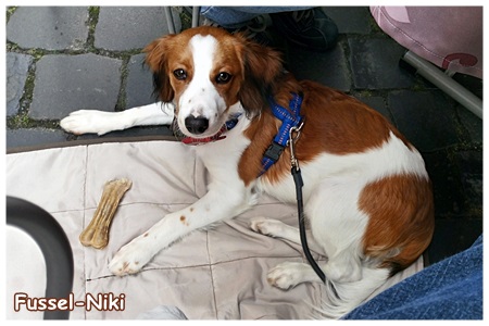 Kooikerhondje von der Spessartrose