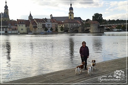 Kooikerhondje von der Spessartrose