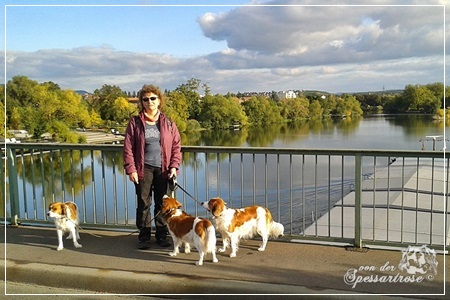 Kooikerhondje von der Spessartrose