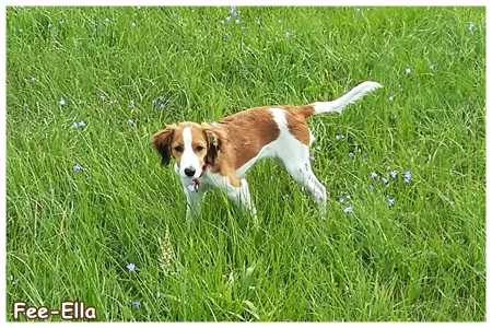 Kooikerhondje von der Spessartrose