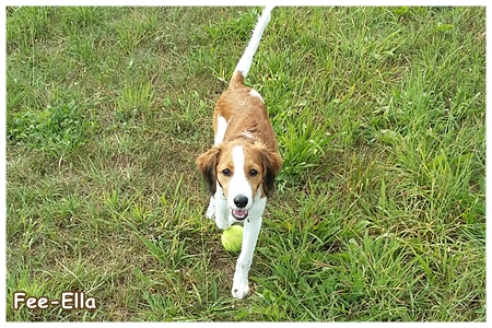 Kooikerhondje von der Spessartrose