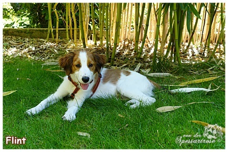 Kooikerhondje von der Spessartrose