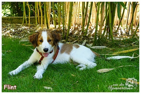 Kooikerhondje von der Spessartrose