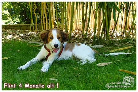 Kooikerhondje von der Spessartrose