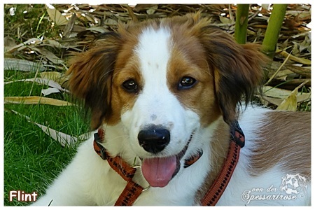 Kooikerhondje von der Spessartrose