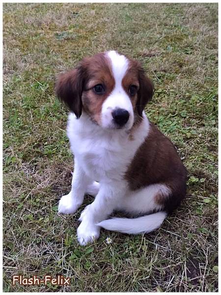 Kooikerhondje von der Spessartrose