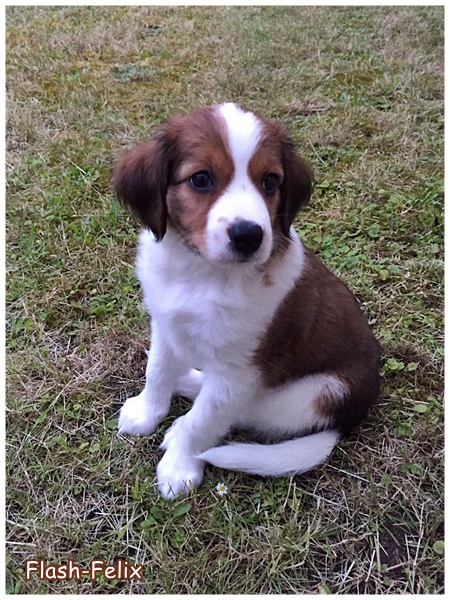 Kooikerhondje von der Spessartrose