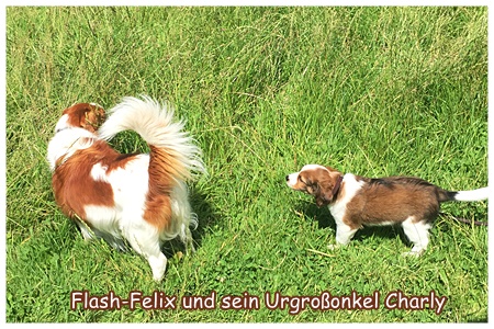 Kooikerhondje von der Spessartrose