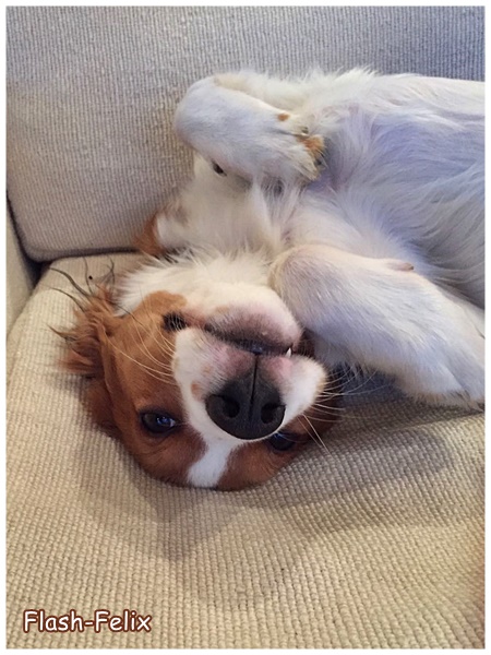 Kooikerhondje von der Spessartrose