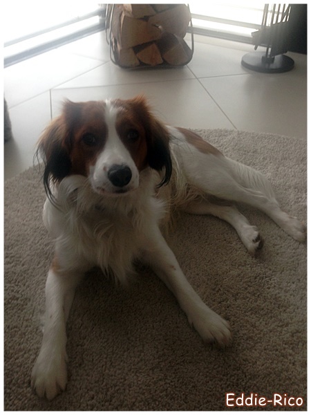 Kooikerhondje von der Spessartrose