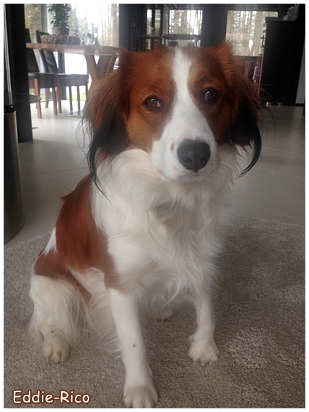 Kooikerhondje von der Spessartrose