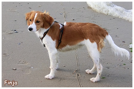 Kooikerhondje von der Spessartrose