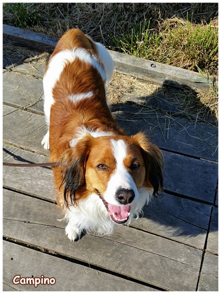 Kooikerhondje von der Spessartrose