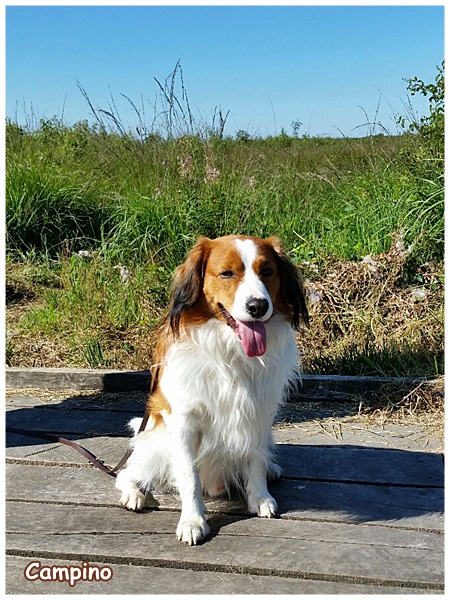 Kooikerhondje von der Spessartrose