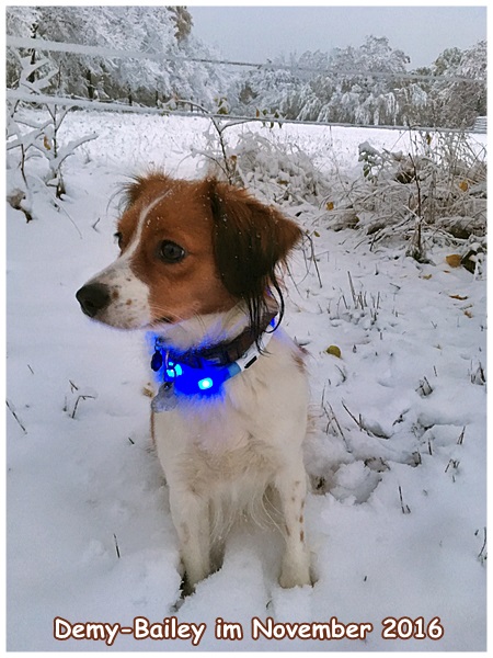 Kooikerhondje von der Spessartrose