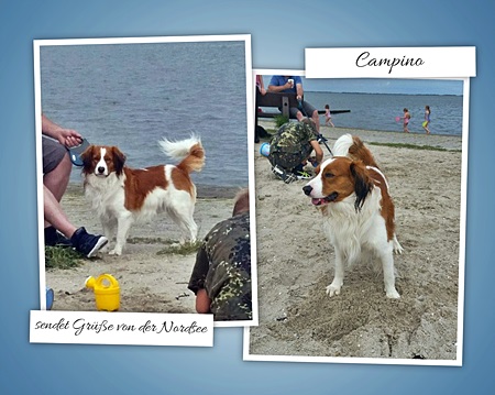 Kooikerhondje von der Spessartrose